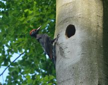 01 Schwarzspecht maennl
